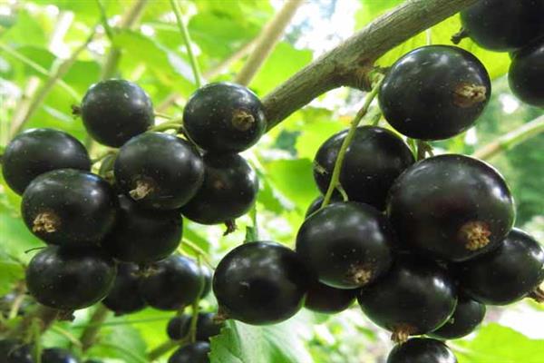 Black currant Dar Smolyaninova photo