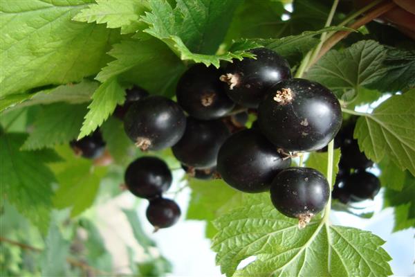 Black currant Mila photo