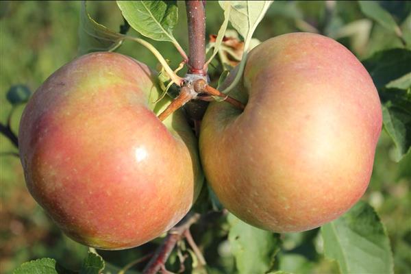 Apple tree Kidds Orange Red photo