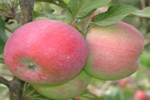 Apple tree Kuban Sunrise photo