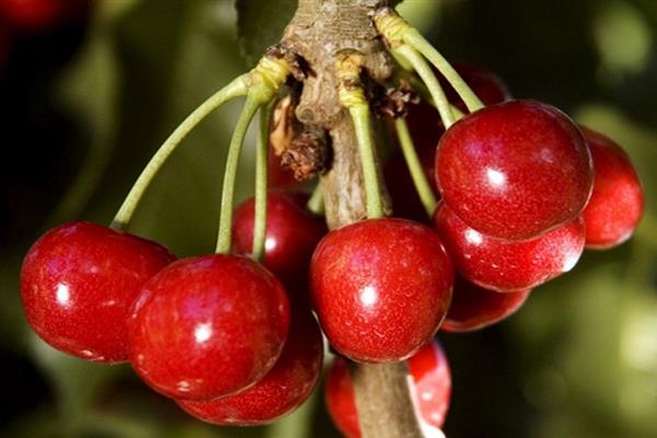 Cherry Altai swallow photo