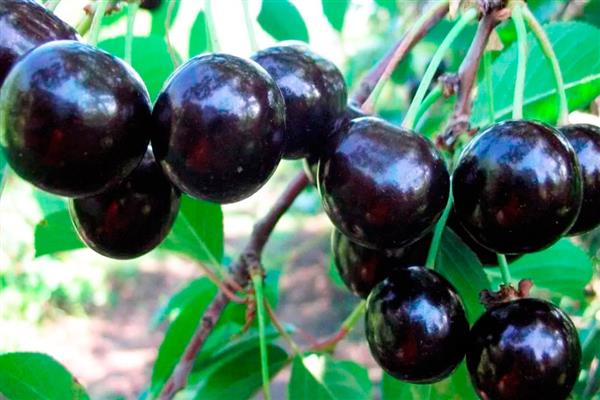 Cherry Black large photo