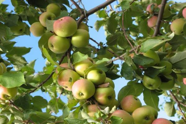 Apple tree Isetsky late photo