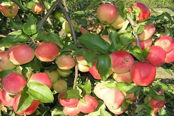 Apple tree Kandil Orlovsky photo