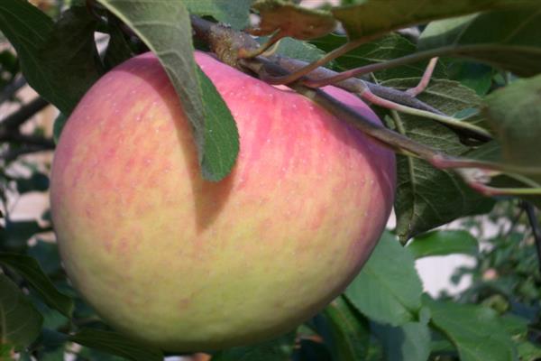 Apple Cinnamon new photo