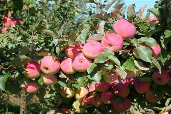 Apple tree Oryol pioneer photo