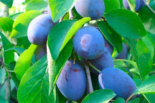 Plum Egg Blue Photo