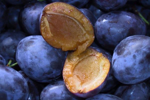 Plum Egg Blue Photo
