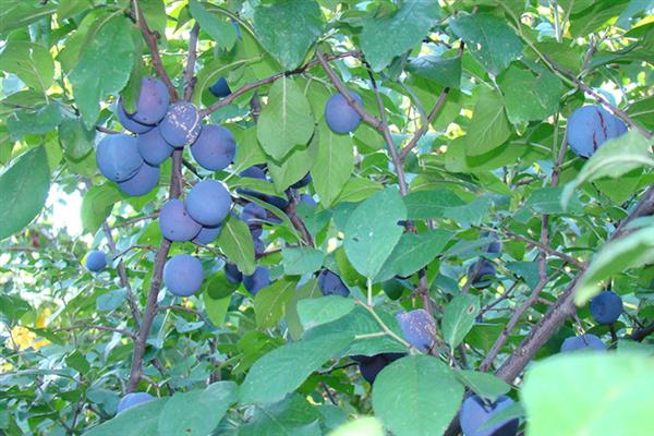 Plum Egg Blue Photo
