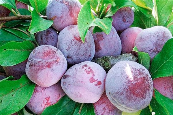 Prune maison Etude photo