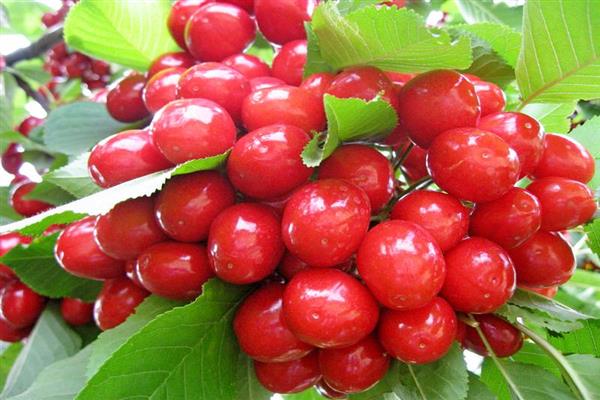 Cherry Star photo