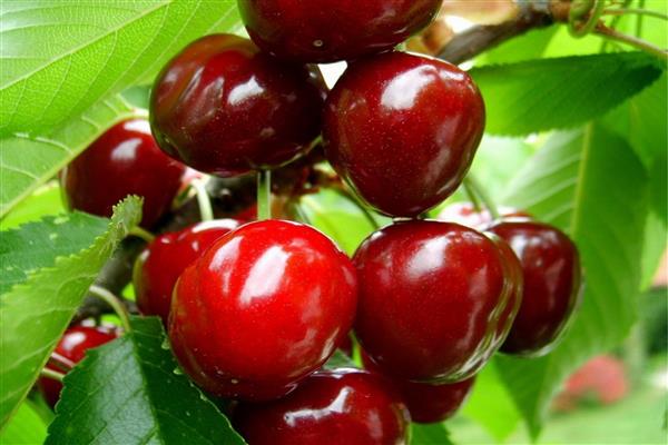 Cherry Motherland photo