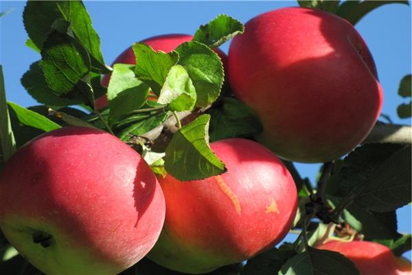 Apple tree Dobrynya photo