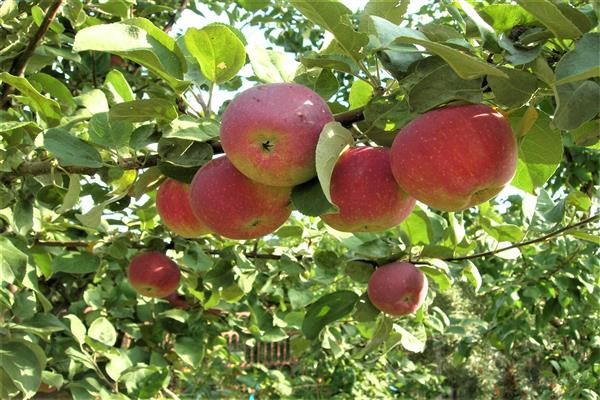 Pommier Orlik photo