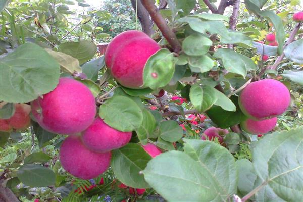 Pommier Orlik photo
