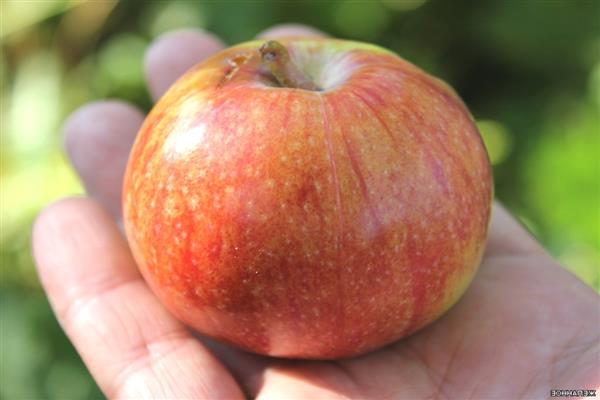 Apple tree Desired photo