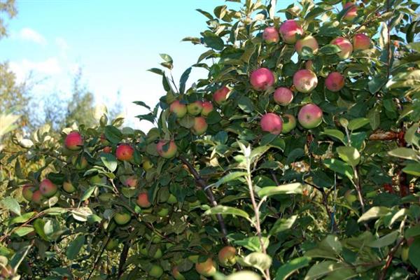 Apple tree Zaryanka photo