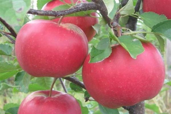 Apple tree Loiko photo