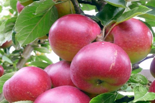 Apple tree Star photo
