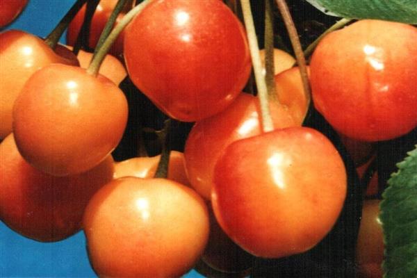 Sweet cherry Franz Joseph photo