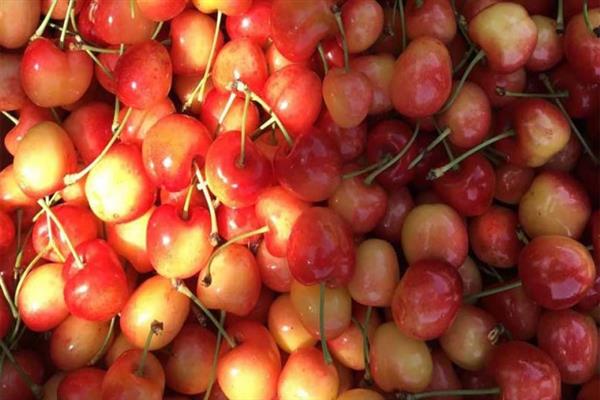 Sweet cherry Franz Joseph photo