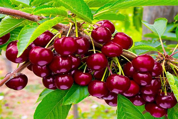 Cherry Ovstuzhenka photo