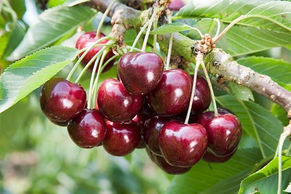 Cherry Ovstuzhenka photo
