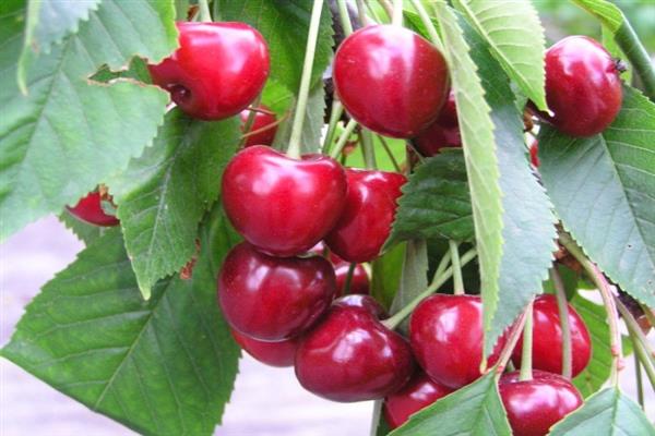 Cherry Ovstuzhenka photo