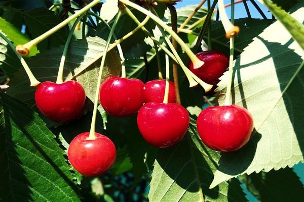Cherry Pokrovskaya photo souvenir