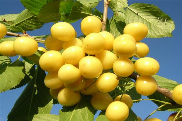 Sweet cherry Household yellow photo