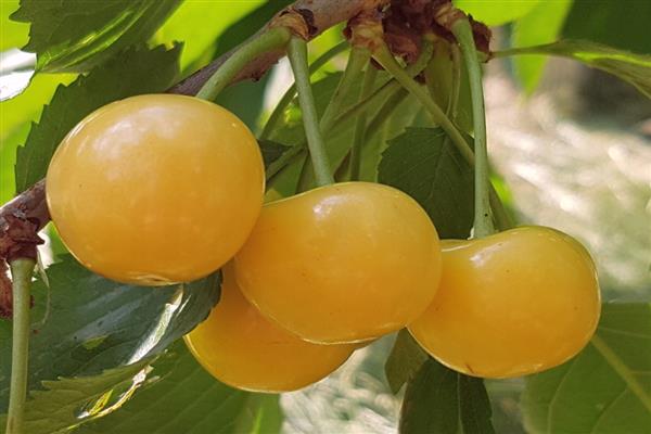 Sweet cherry Household yellow photo