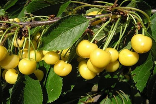 Sweet cherry Household yellow photo