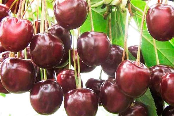 Cherry Persistent photo