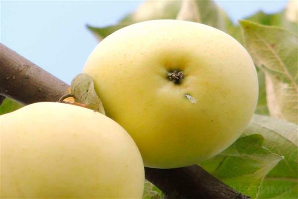 Apple tree Atlantka photo