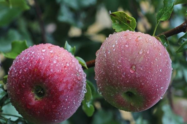 Apple-tree Bessemyanka Michurinskaya photo