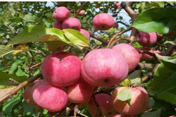 Apple-tree Bessemyanka Michurinskaya photo