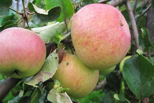 Apple tree Bolotovskoe photo