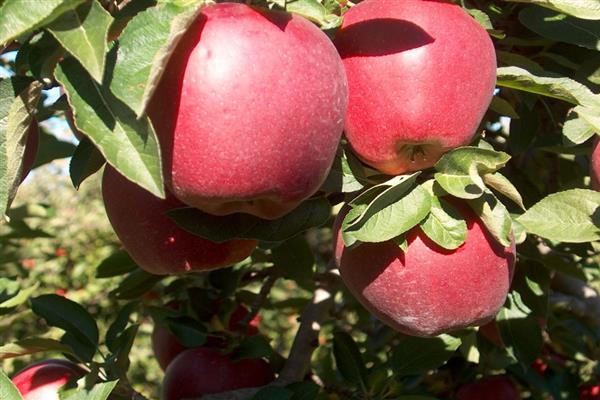 Apple tree Delicious photo