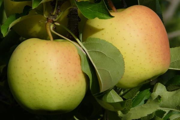 Apple tree Delicious photo