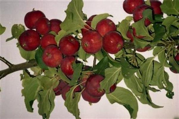 Apple tree Pepinchik's daughter photo