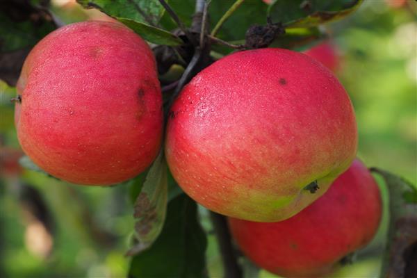 Apple tree Grieve Red photo