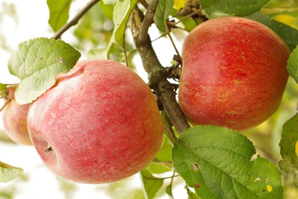 pommier