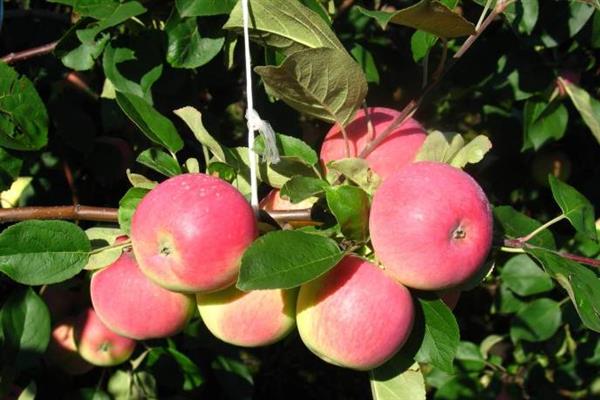 Apple-tree Cherry photo