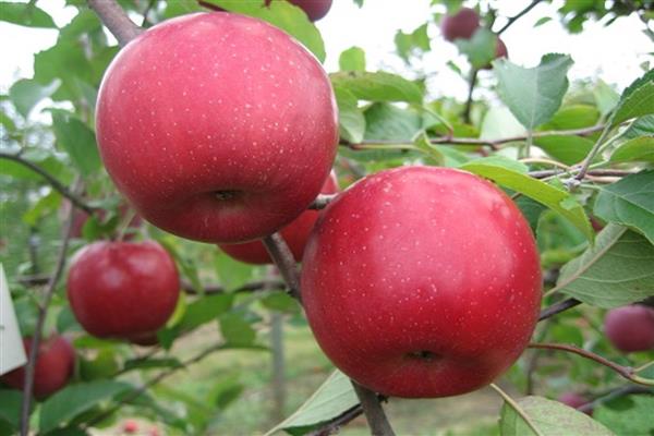 Apple-tree Cherry photo