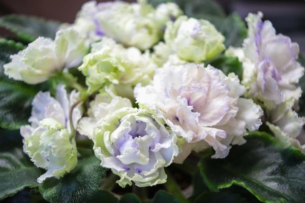 Violet Alain Organza Blue photo