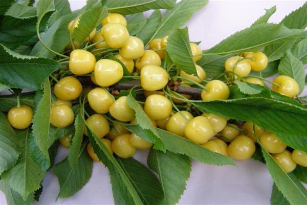 Cherry Chermashnaya photo