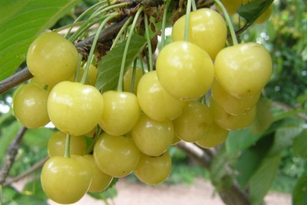 Cherry Chermashnaya photo