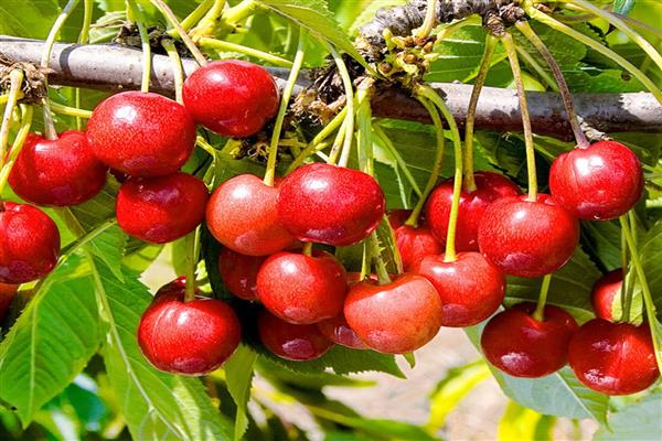 Cherry Michurinka photo