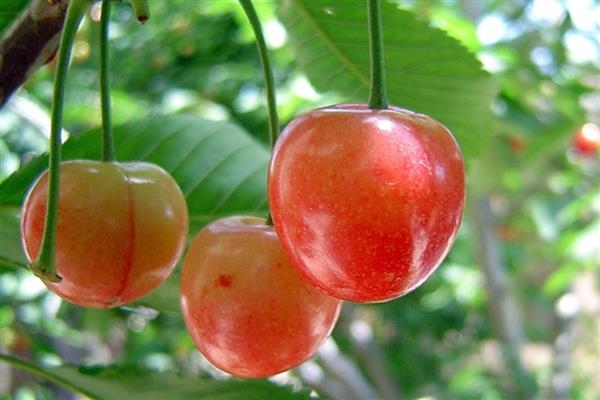 Cherry Gift to the hero of the day photo
