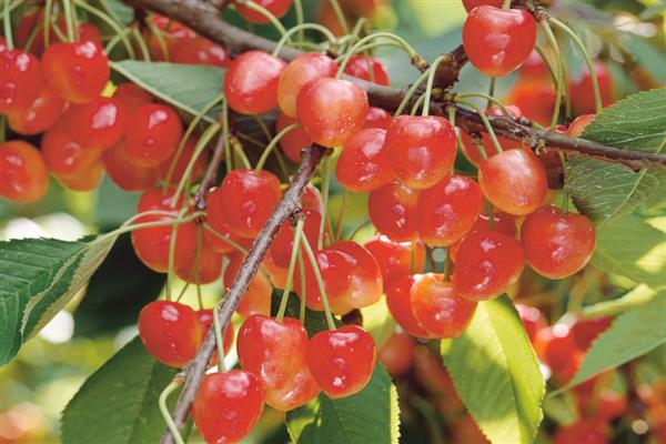 Cherry Poetry photo